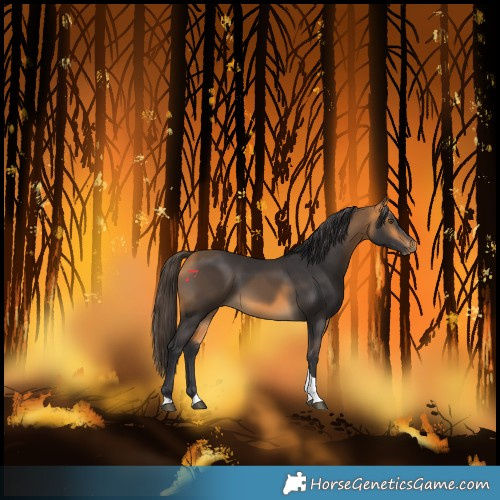 Horse Color:Buckskin Tobiano