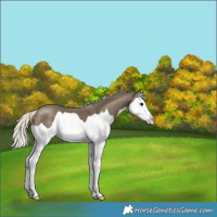 Horse Color:Silver Smoky Black Splash