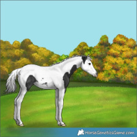 Horse Color:Gray Smoky Black Splash Tobiano Rabicano