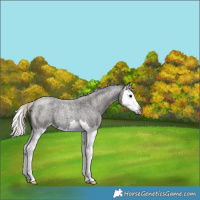 Horse Color:Gray Silver Blue Roan Splash 
