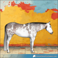 Horse Color:Gray Bay Sabino Splash Rabicano 