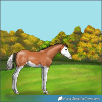 Horse Color:Bay Splash 