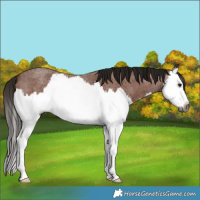 Horse Color:Gray Bay Roan Splash