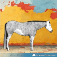Horse Color:Gray Smoky Blue Roan Splash 