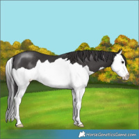 Horse Color:Smoky Black Splash 