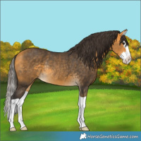 Horse Color:Buckskin Splash Rabicano