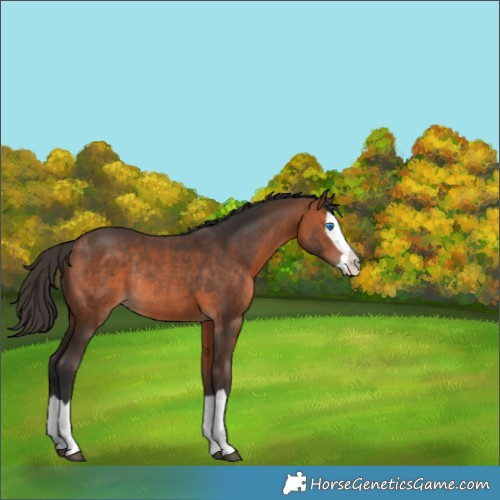 Horse Color:Bay Splash Rabicano 