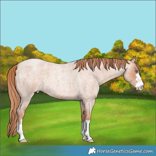 Horse Color:Gold Champagne Roan 