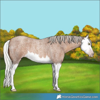 Horse Color:Gray Silver Classic Champagne Roan Splash