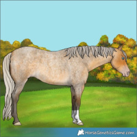 Horse Color:Gray Silver Amber Cream Champagne Roan 