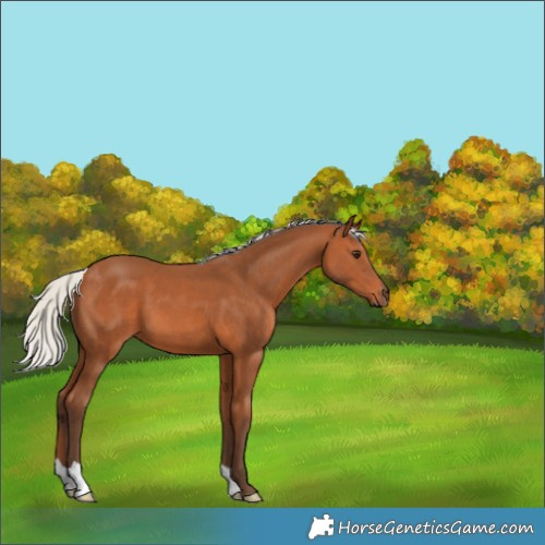 Horse Color:Silver Bay 