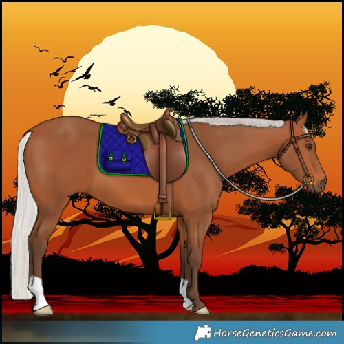 Horse Color:Silver Bay 