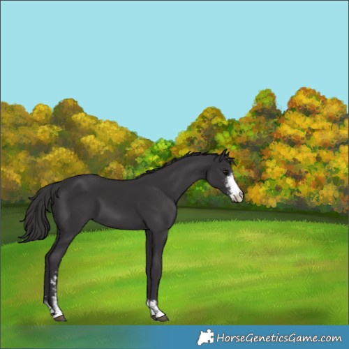 Horse Color:Smoky Black Sabino 
