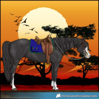 Horse Color:Smoky Black Sabino 