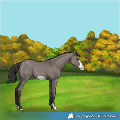 Horse Color:Smoky Grullo Frame 