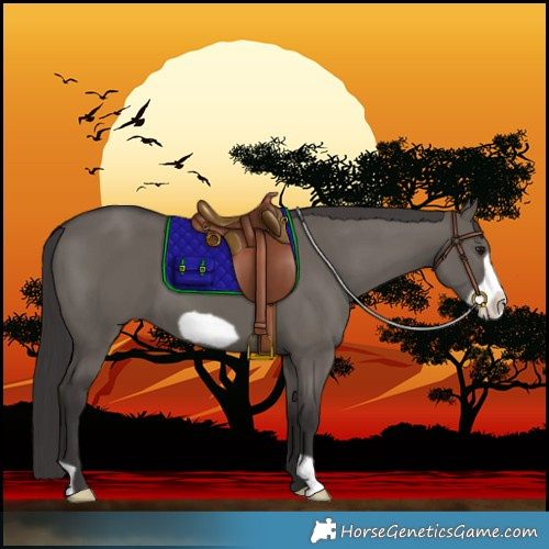 Horse Color:Smoky Grullo Frame 