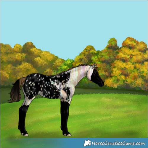Horse Color:Void Buckskin Ice Splash Appaloosa 