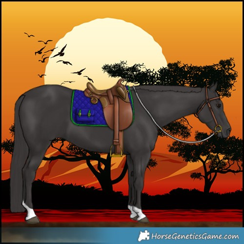 Horse Color:Smoky Black Tobiano 