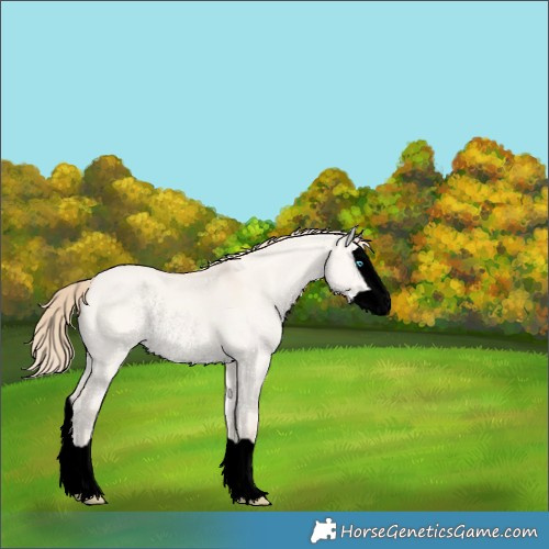 Horse Color:Void Perlino Dun Splash Rabicano