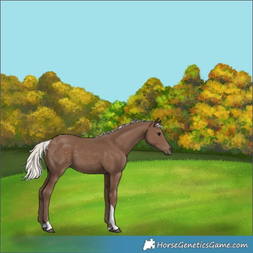 Horse Color:Silver Black Tobiano 