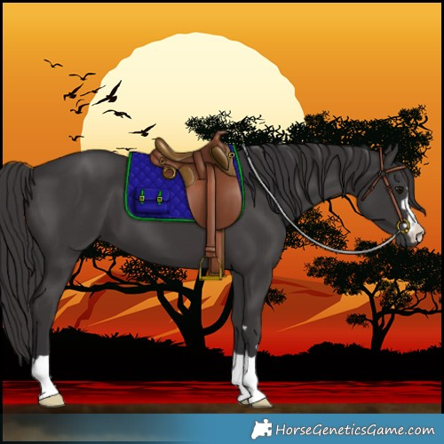 Horse Color:Smoky Black 