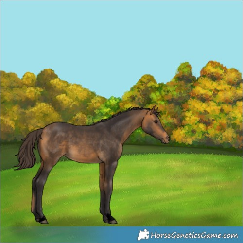 Horse Color:Void Buckskin 