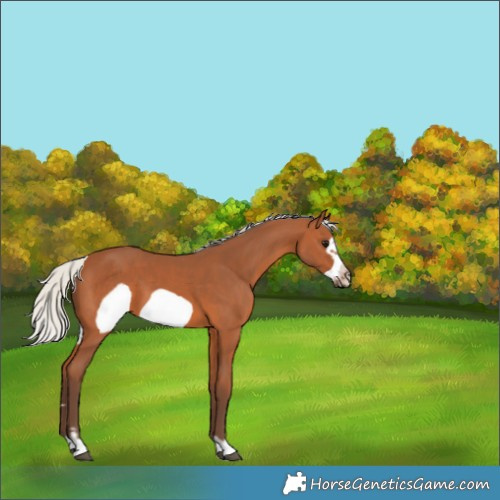 Horse Color:Silver Bay Frame 
