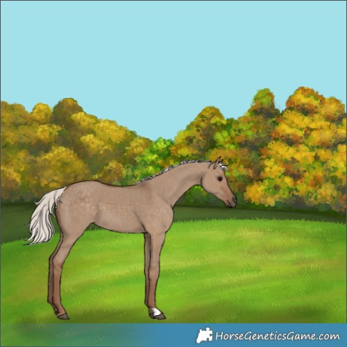 Horse Color:Silver Grullo 