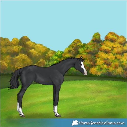 Horse Color:Black Splash 