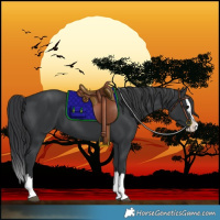 Horse Color:Black Splash 
