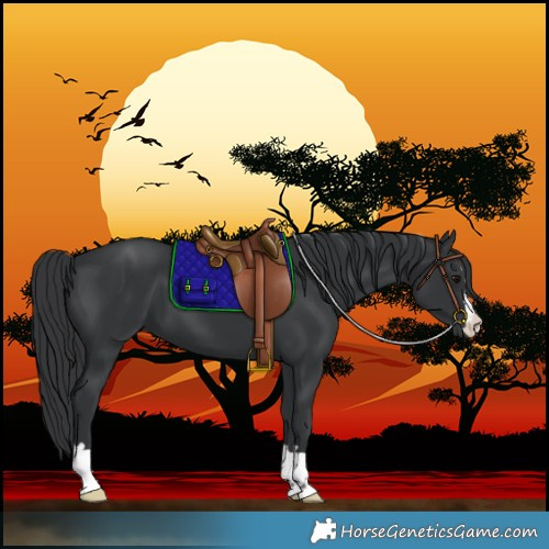 Horse Color:Black 