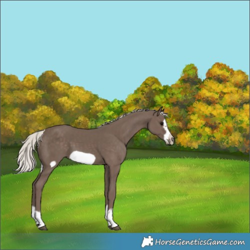 Horse Color:Silver Black Frame 