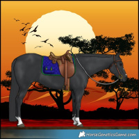 Horse Color:Black 