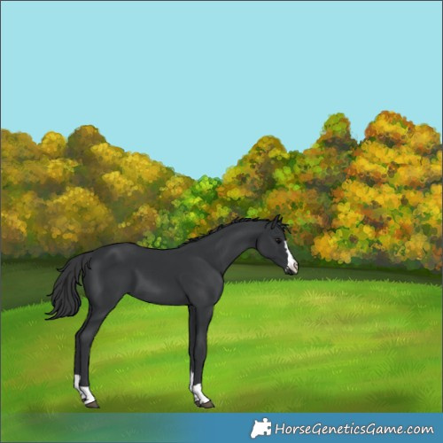 Horse Color:Black 