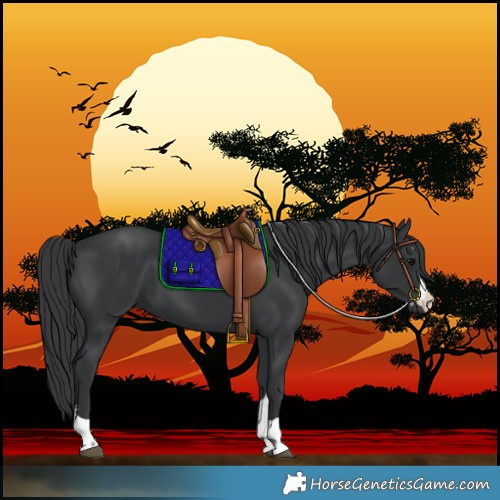 Horse Color:Black 