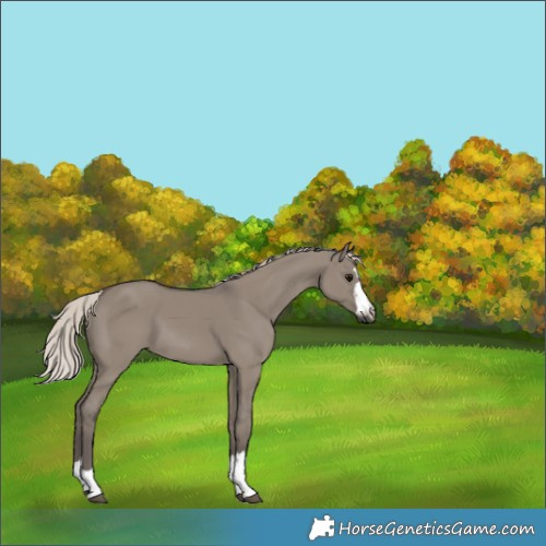 Horse Color:Silver Grullo