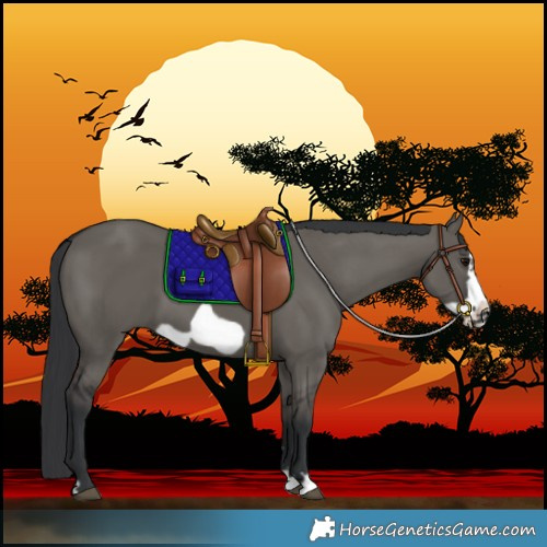 Horse Color:Grullo Frame 