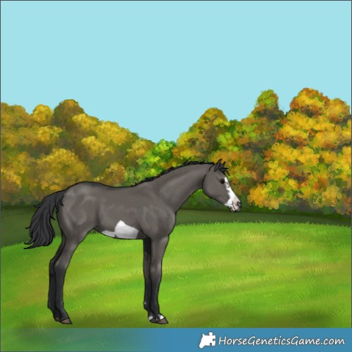 Horse Color:Grullo Frame 