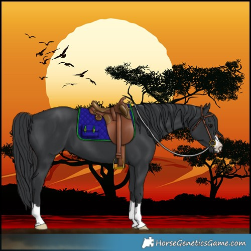 Horse Color:Black 