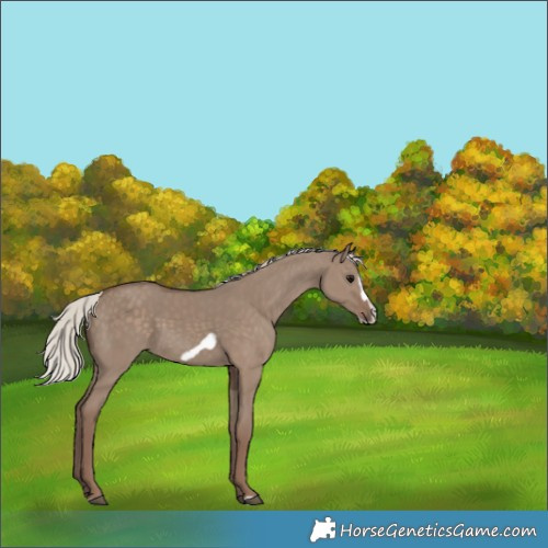 Horse Color:Silver Grullo Frame 