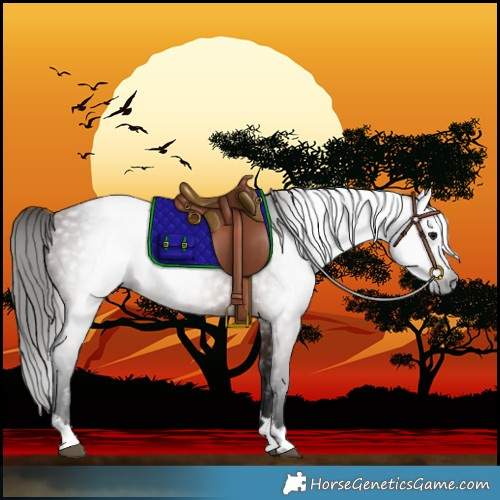 Horse Color:Gray Bay 