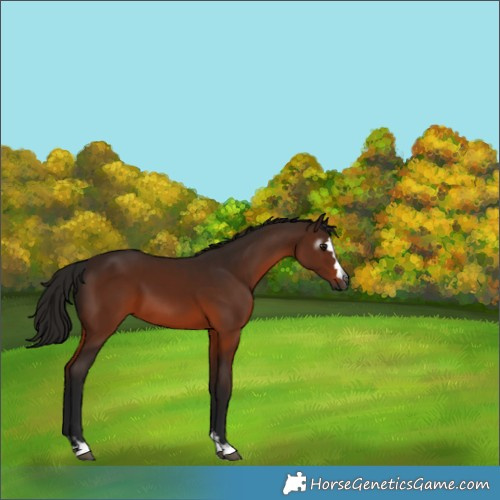Horse Color:Gray Bay 