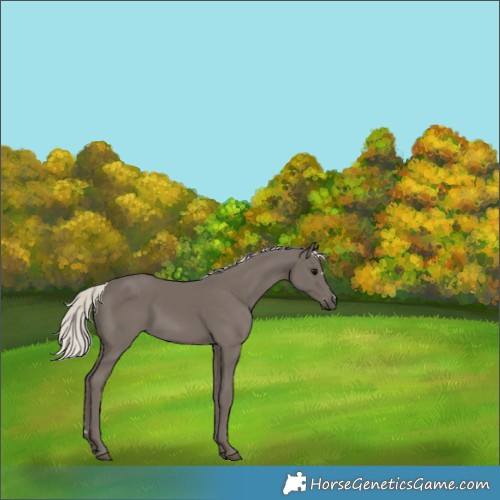 Horse Color:Silver Smoky Black 