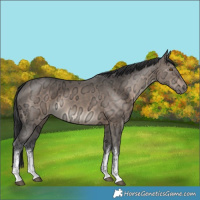 Horse Color:White Spotted Brown Ice Dun