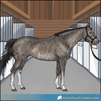 Horse Color:White Spotted Brown Ice Dun