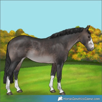 Horse Color:Platinum Brown Rabicano 