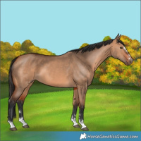 Horse Color:Bay Dun 