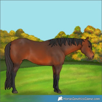 Horse Color:Bay 