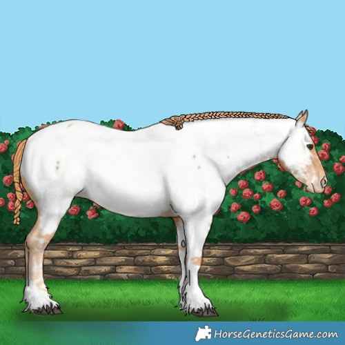 Horse Color:Chestnut Tobiano Appaloosa 