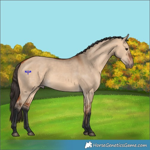 Horse Color:Bay Dun Rabicano 